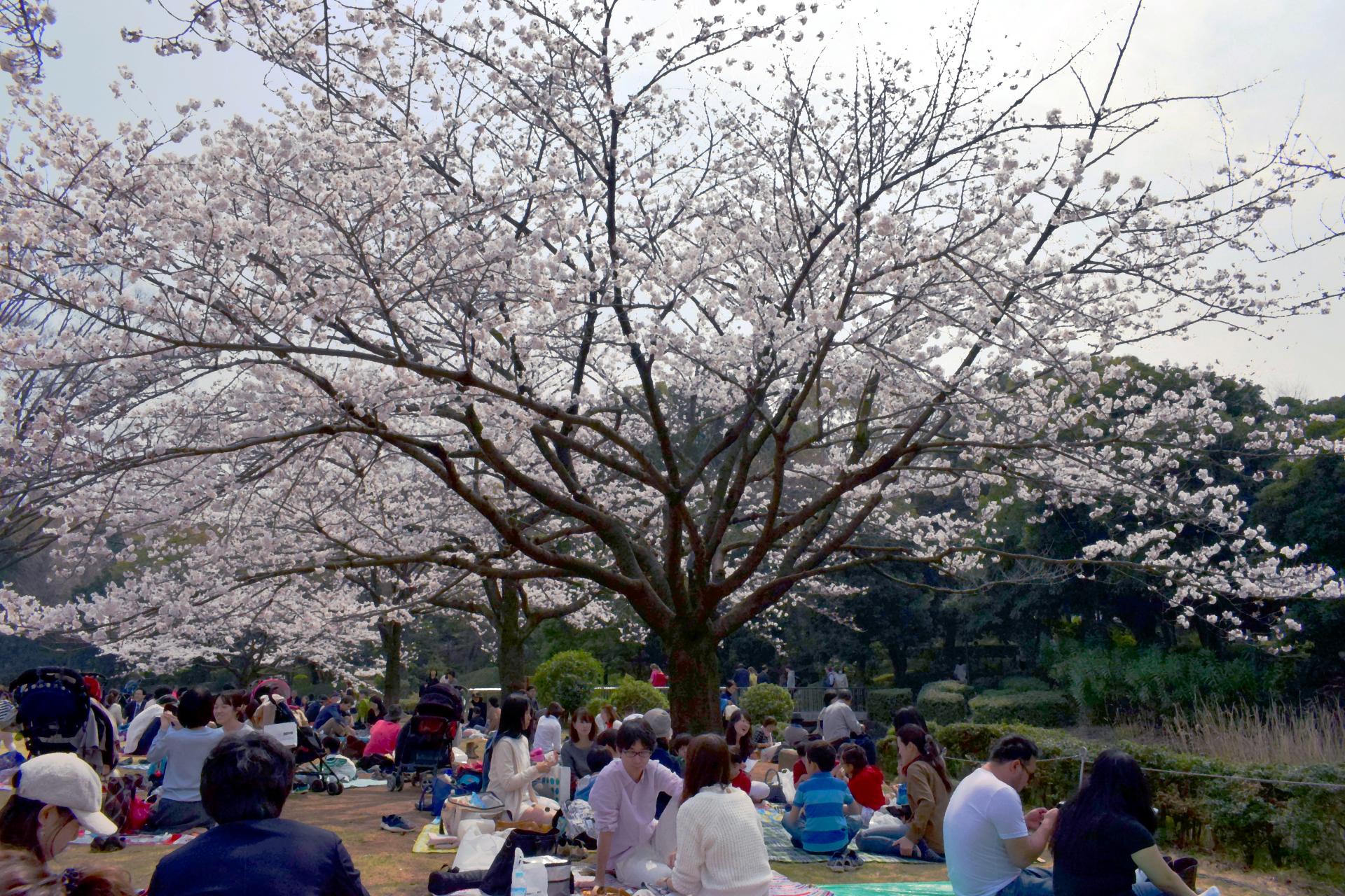 sakura_picnic